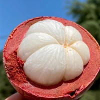 【泰國山竹】當(dāng)季鮮果老樹麻竹軟糯香滑5斤4A5A新鮮水果一件代發(fā)