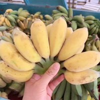 【福建土樓蘋果蕉】 皮薄肉厚非小米蕉現(xiàn)砍現(xiàn)發(fā)5新鮮水果一件代發(fā)
