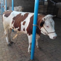 養(yǎng)殖銷售西門塔爾牛 改良肉牛犢 品種齊全 提供技術(shù)