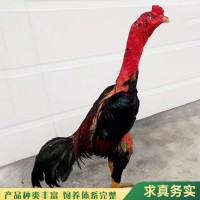 散養(yǎng)雜交斗雞 改良脫溫越南鬼子雞 體格健壯 展宏養(yǎng)殖場(chǎng)