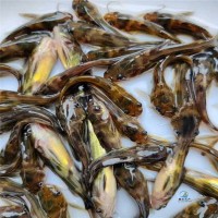 全國各地發(fā)貨黃辣丁魚 雜食性魚類黃沙古魚苗 黃骨抗病能力強