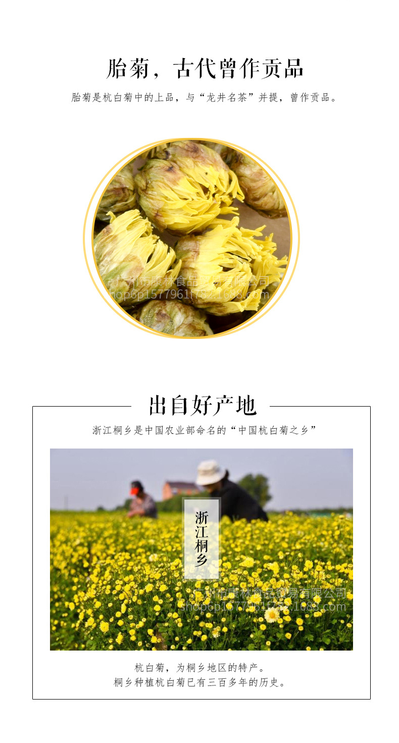 桐鄉(xiāng)胎菊_02.jpg