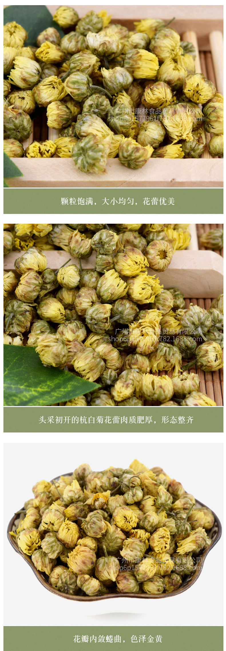 桐鄉(xiāng)胎菊_04.jpg
