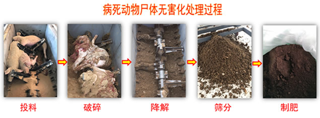畜禽無害化處理流程
