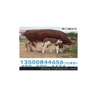 璧山縣璧城街道肉牛犢養(yǎng)殖魯西黃夏洛萊利木贊西門塔爾牛養(yǎng)殖場