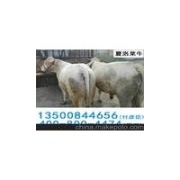 璧山縣璧泉街道肉牛犢養(yǎng)殖魯西黃夏洛萊利木贊西門塔爾牛養(yǎng)殖場