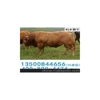 璧山縣青杠街道肉牛犢養(yǎng)殖魯西黃夏洛萊利木贊西門塔爾牛養(yǎng)殖場