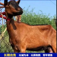 繁殖育肥青年紅鹿奶山羊肉羊 飼養(yǎng)簡單抗逆性強(qiáng)