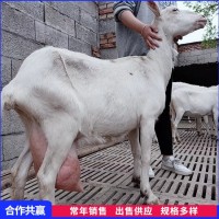 易養(yǎng)殖成年薩能奶山羊母羊 后軀發(fā)達(dá)產(chǎn)奶量高