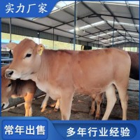 改良繁育成年五元雜交黃牛 散養(yǎng)種公牛 體格高大 肌肉發(fā)達(dá)