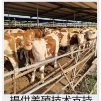 西門塔爾牛場 基地出魯西黃牛 大量供應(yīng) 四肢強(qiáng)健 來金