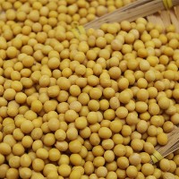 東北小黃豆可發(fā)芽黃豆打豆?jié){500g批發(fā) 部分地區(qū)5斤包郵