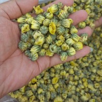 桐鄉(xiāng)胎菊批發(fā) 胎菊王散裝杭白菊 菊花茶北京胎菊朵花生烘花批發(fā)