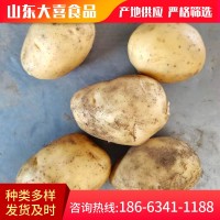 山東蔬菜基地供應(yīng)小土豆 新鮮農(nóng)副食品土豆馬鈴薯 價格面議