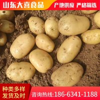 源頭廠家基地批發(fā)直供新鮮土豆 食用甜糯蔬菜土豆