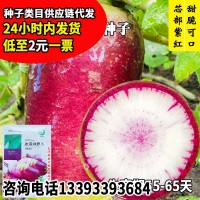 永紅冰淇淋蘿卜種子 廠家批發(fā)紫皮紅芯穿心紅水果蘿卜籽 菜園陽(yáng)臺(tái)
