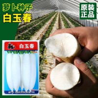 常豐白玉春蘿卜種子 根長(zhǎng)潔白口感清脆白蘿卜種籽 廠家批發(fā)蔬菜孑