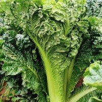 大白菜種子白菜籽青菜種子蔬菜種子批發(fā)菜種菜籽菜種子公司四季