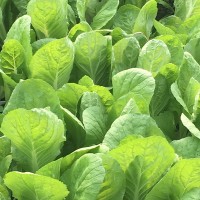 青梗小白菜種子小白菜籽快菜種子四季蔬菜盆栽四季種植種子批發(fā)