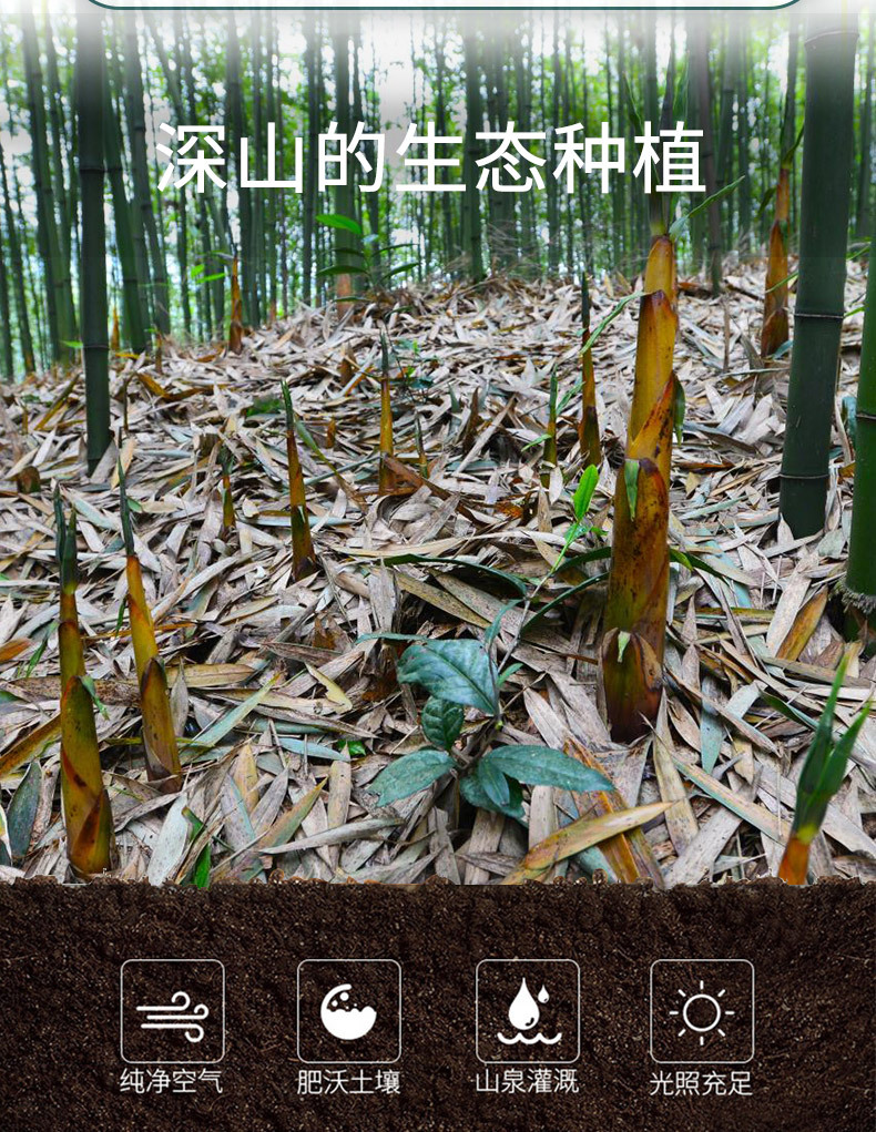 筍尖_04.jpg