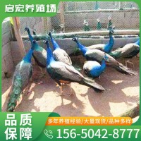 活體孔雀苗 景區(qū)觀賞孔雀 觀賞孔雀多少 哪里有賣活體孔雀