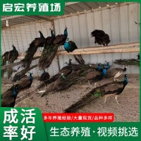 山東珍禽養(yǎng)殖場孔雀活體出售景區(qū)觀賞成年孔雀活體孔雀幼苗小孔雀