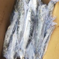 福建馬鮫魚 石獅馬鮫魚 馬鮫魚批發(fā) 冷凍馬鮫魚 冰鮮鮫魚 馬鮫魚段 深海馬鮫魚