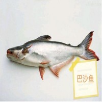 人工飼養(yǎng)巴沙魚 活魚發(fā)貨 農(nóng)業(yè)水產(chǎn)魚類 市場青睞魚種