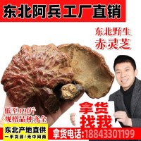 【吉林直銷2噸】長白山林下椴木野生靈芝批發(fā)整只赤靈芝片批發(fā)