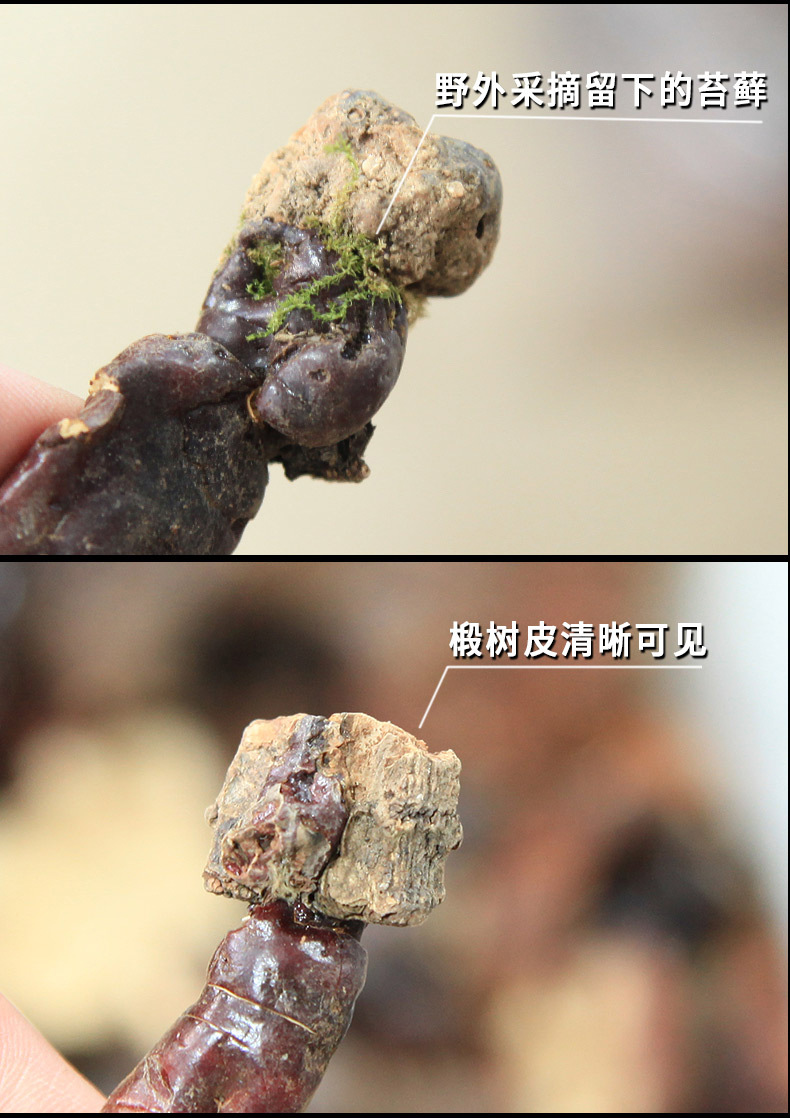 12靈芝詳情_01_17.jpg