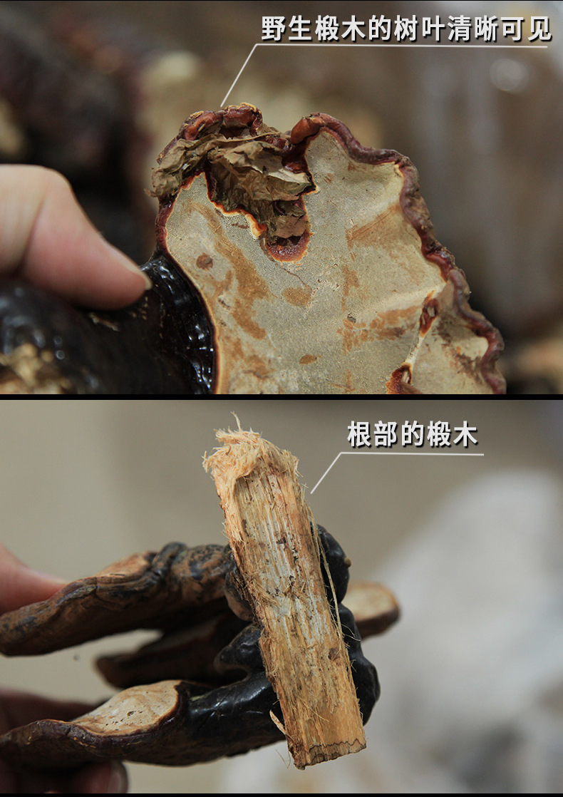 12靈芝詳情_01_11.jpg