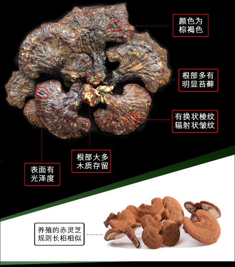 12靈芝詳情_01_02.jpg