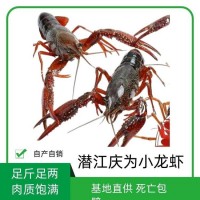 湖北潛江慶為養(yǎng)殖基地小龍蝦新鮮淡水肉質(zhì)飽滿(mǎn)