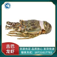 小青龍蝦鮮活冷凍冰鮮青龍蝦冷凍大龍蝦新鮮海鮮水產(chǎn)批發(fā)商用  價格面議