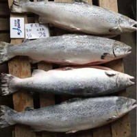 沈陽三文魚進貨渠道 沈陽冷凍三文魚貨源 沈陽三文魚廠家銷售