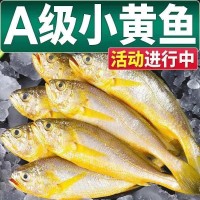 海捕冰鮮小黃魚(yú)新鮮冷凍黃花魚(yú)整箱海鮮海魚(yú)批發(fā)水產(chǎn)凍貨500g
