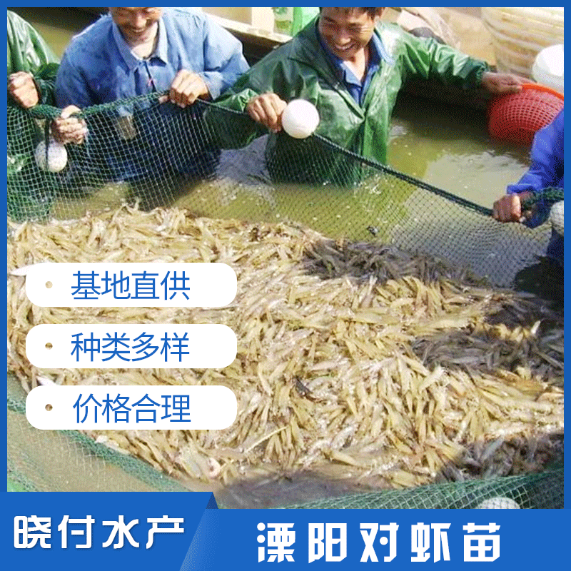 溧陽(yáng)蝦苗,溧陽(yáng)對(duì)蝦苗主圖