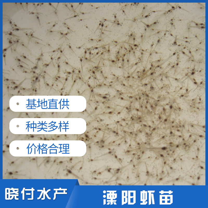 小蝦苗、溧陽(yáng)蝦苗主圖