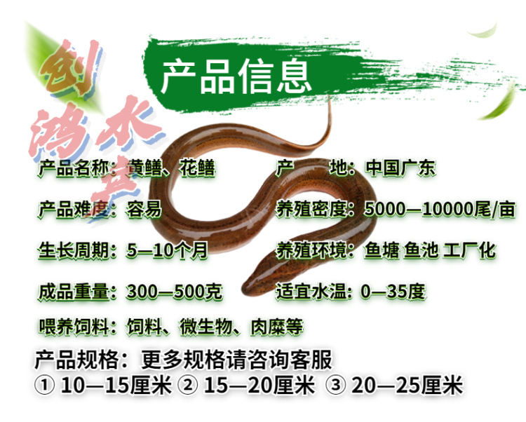 新作詳情頁(yè)2黃鱔苗-4