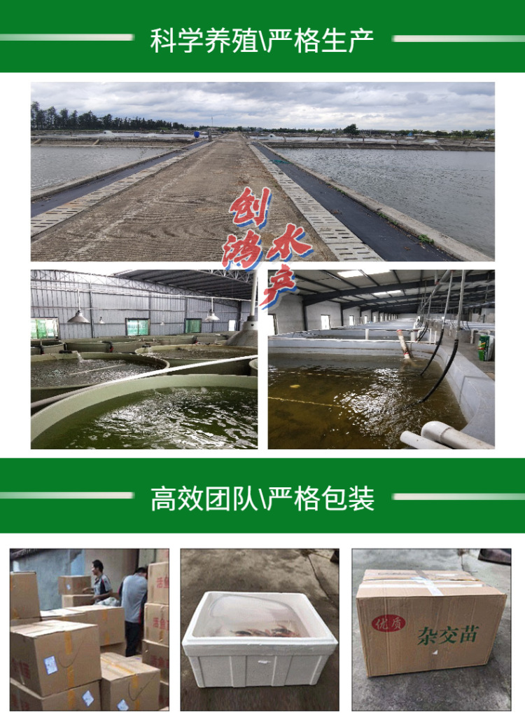新作詳情頁(yè)2黃鱔苗-7
