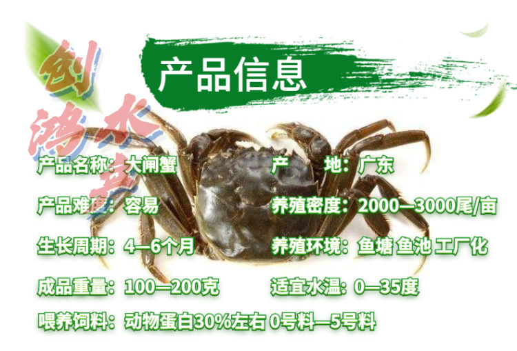 _新作詳情頁(yè)2 大閘蟹苗-4