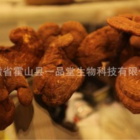 供應(yīng)椴木赤靈芝、椴木靈芝、霍山靈芝、大別山靈芝