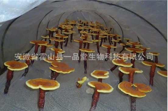黃板靈芝漲勢(shì)