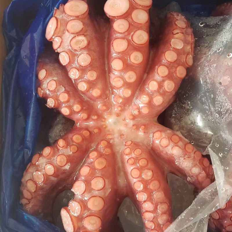 八爪魚3