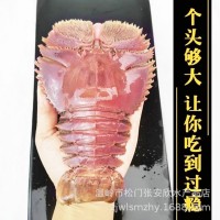 特大琵琶蝦新鮮刺身日料海鮮非犀牛蝦鮮活速凍皮皮蝦九齒扇蝦爬子