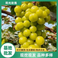 青提無(wú)籽葡萄當(dāng)年結(jié)果水果樹(shù)苗 陽(yáng)光玫瑰葡萄苗
