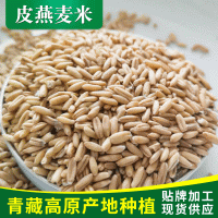 青藏高原青?；胤N植澳洲皮燕麥脫皮燕麥米燕麥米散裝批發(fā)
