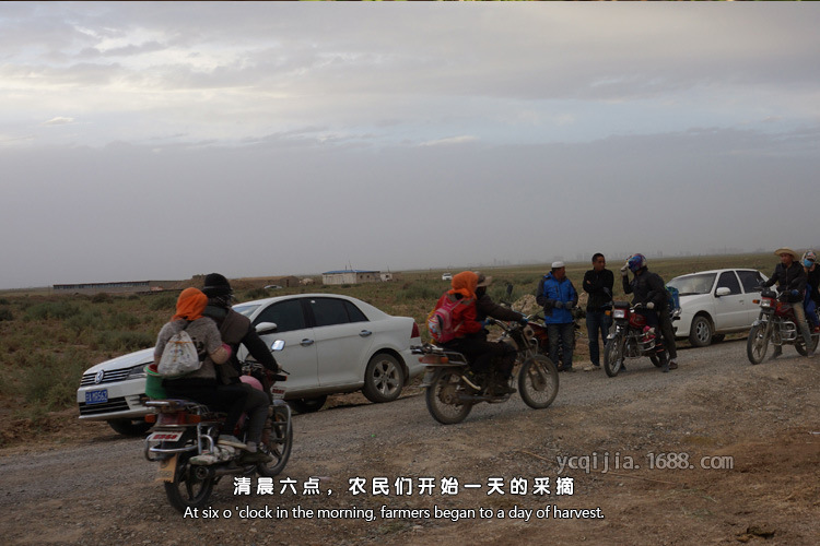電子稱10克五星貢果級(jí)250-1200