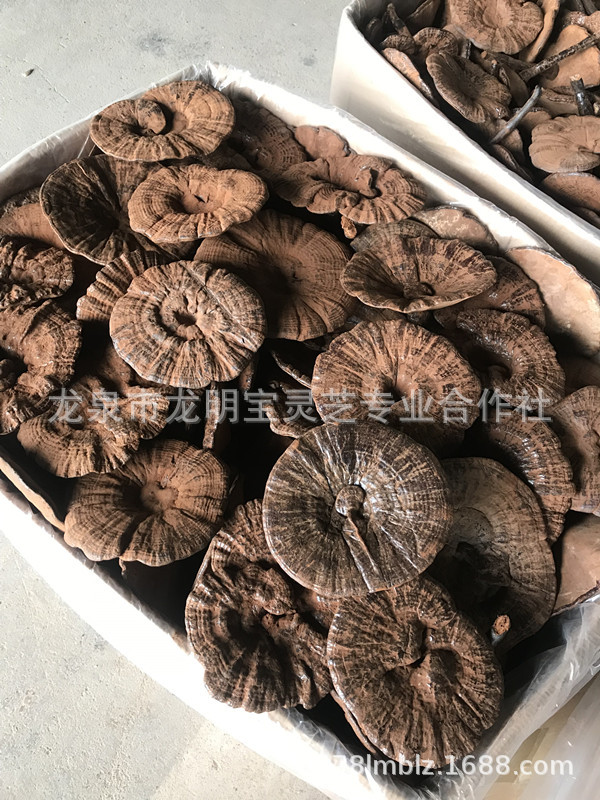 黑靈芝IMG_5032