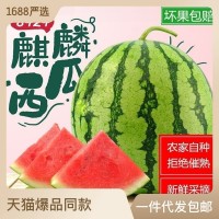 西瓜水果新鮮麒麟8424無(wú)籽有籽薄皮甜孕婦當(dāng)季現(xiàn)摘現(xiàn)發(fā)整 箱批發(fā)